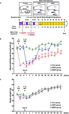 Electroacupuncture exerts prolonged analgesic and neuroprotective effects in a persistent dental pain model induced by multiple dental pulp injuries: GABAergic interneurons-astrocytes interaction